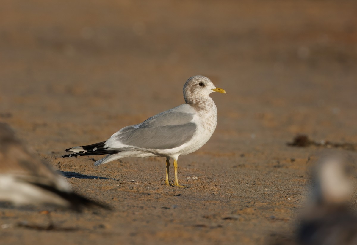 Short-billed Gull - John Callender