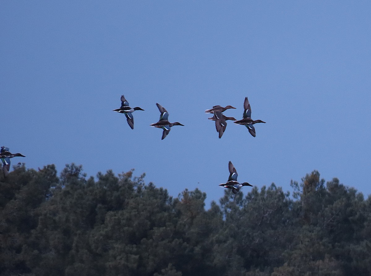 Northern Shoveler - ML626503250