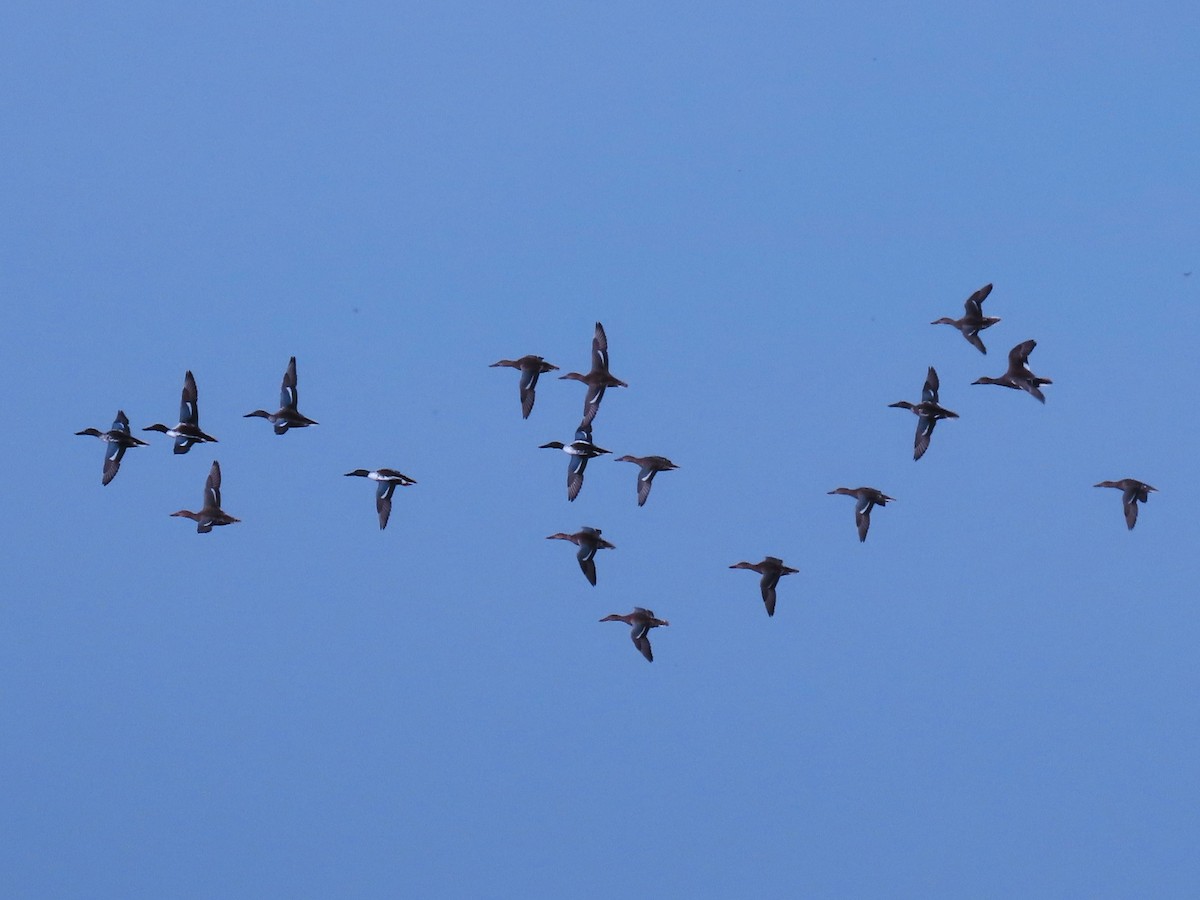 Northern Shoveler - ML626503258