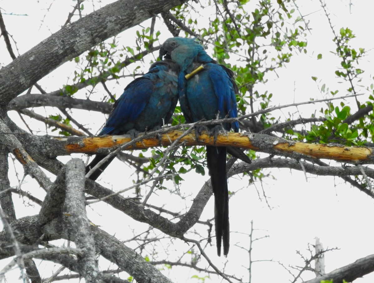 Spix's Macaw - ML626503331