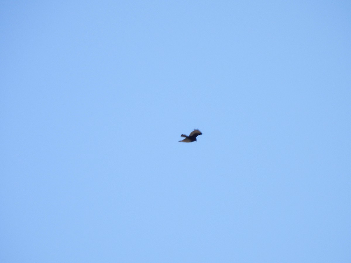 Lesser Yellow-headed Vulture - ML626503342