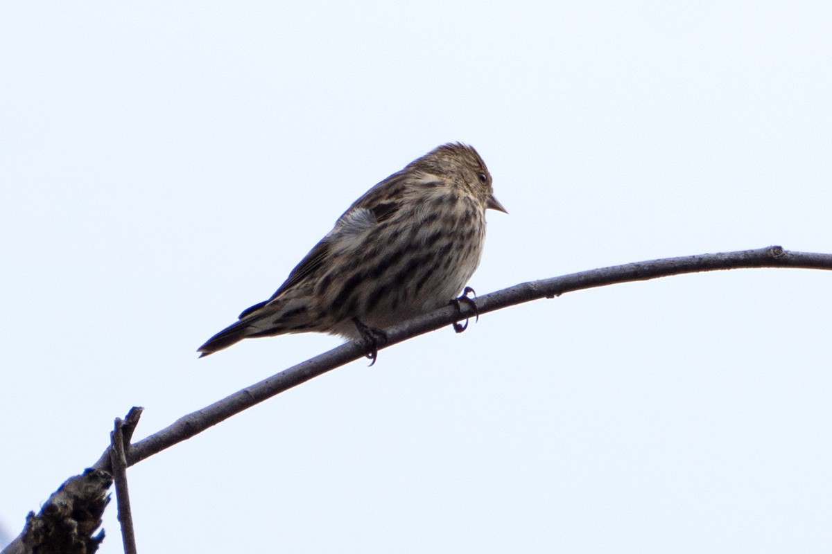 Pine Siskin - ML626503377