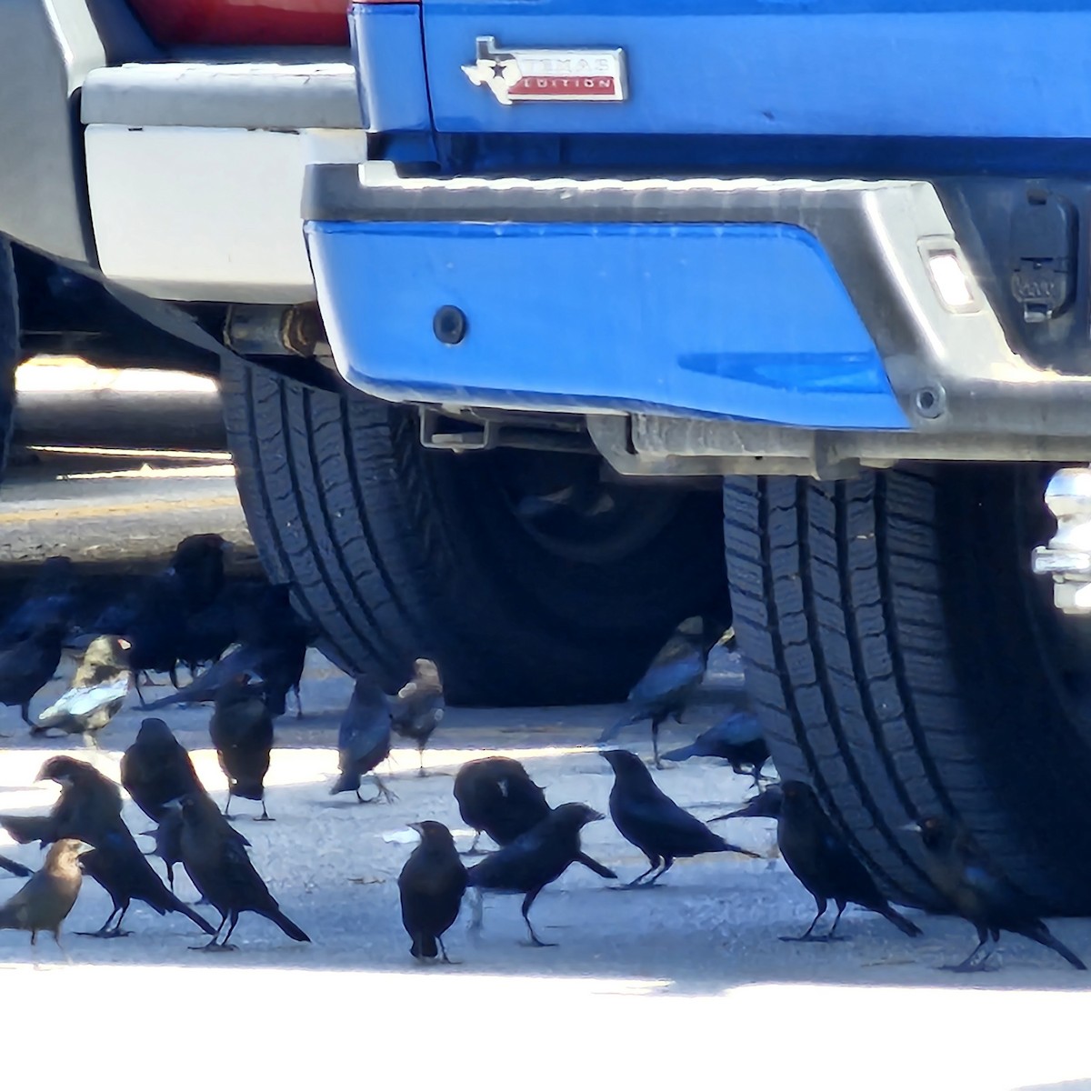 Bronzed Cowbird - ML626503423
