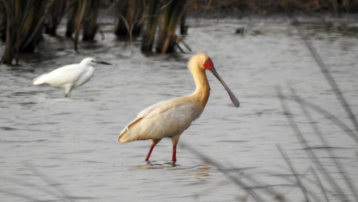 African Spoonbill - ML626503741