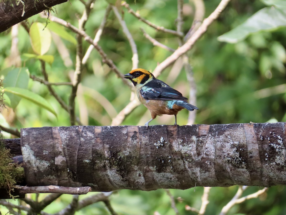 Flame-faced Tanager - ML626503779