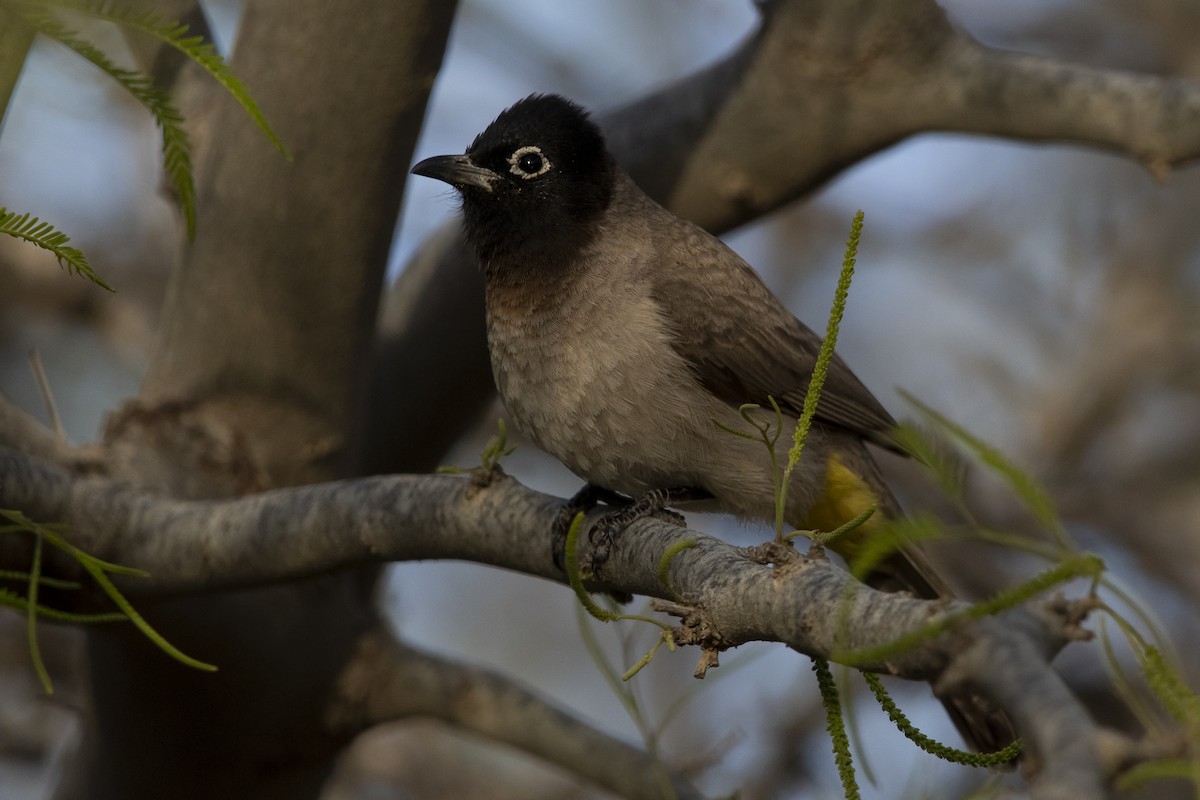 White-spectacled Bulbul - ML626503788