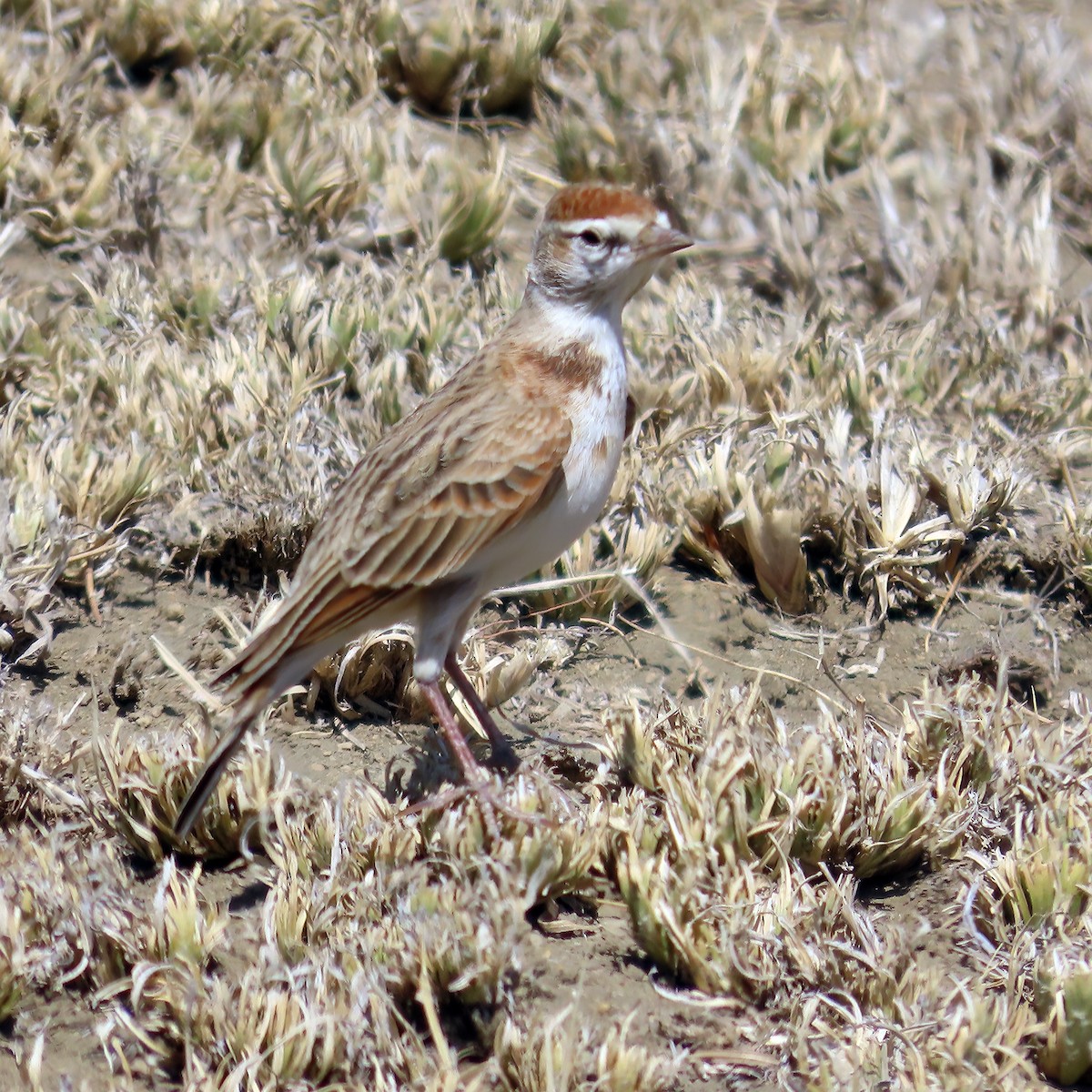 Red-capped Lark - ML626503840