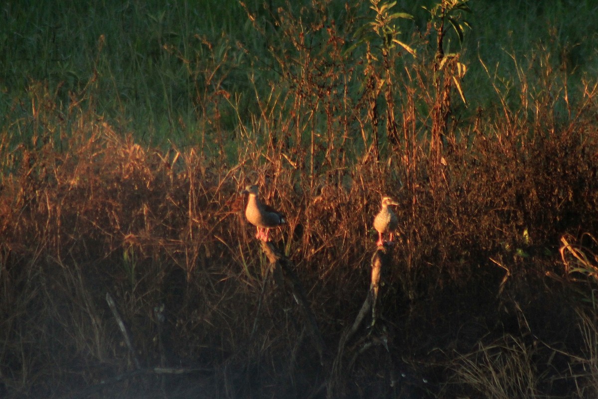 Ringed Teal - ML626503852