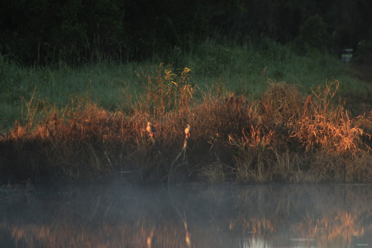 Ringed Teal - ML626503853