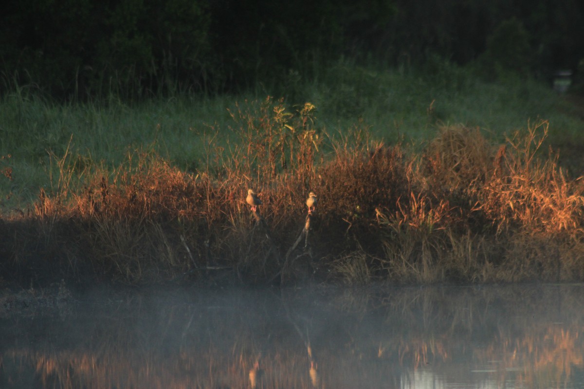 Ringed Teal - ML626503854