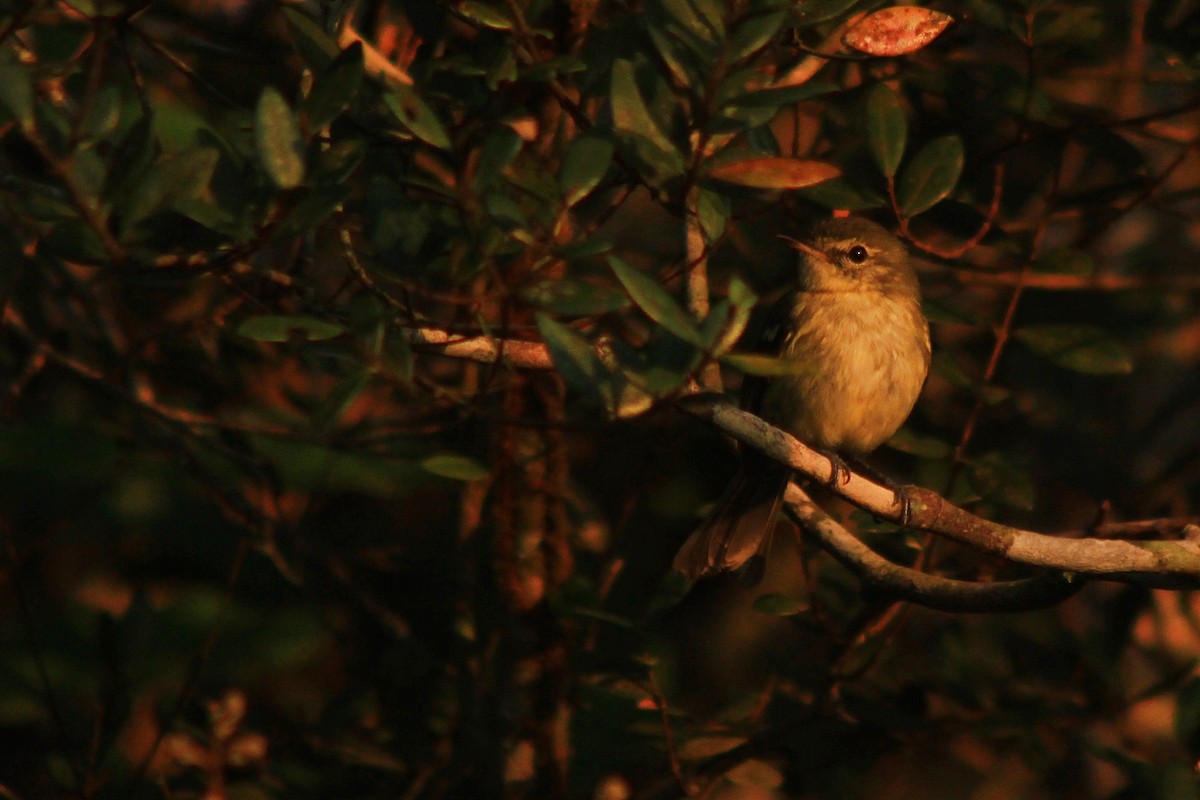 Restinga Tyrannulet - ML626503925