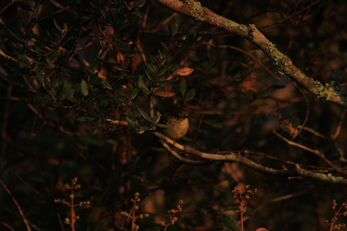 Restinga Tyrannulet - ML626503927