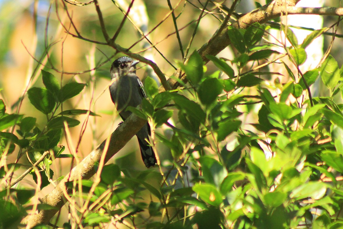 White-winged Becard - ML626504066