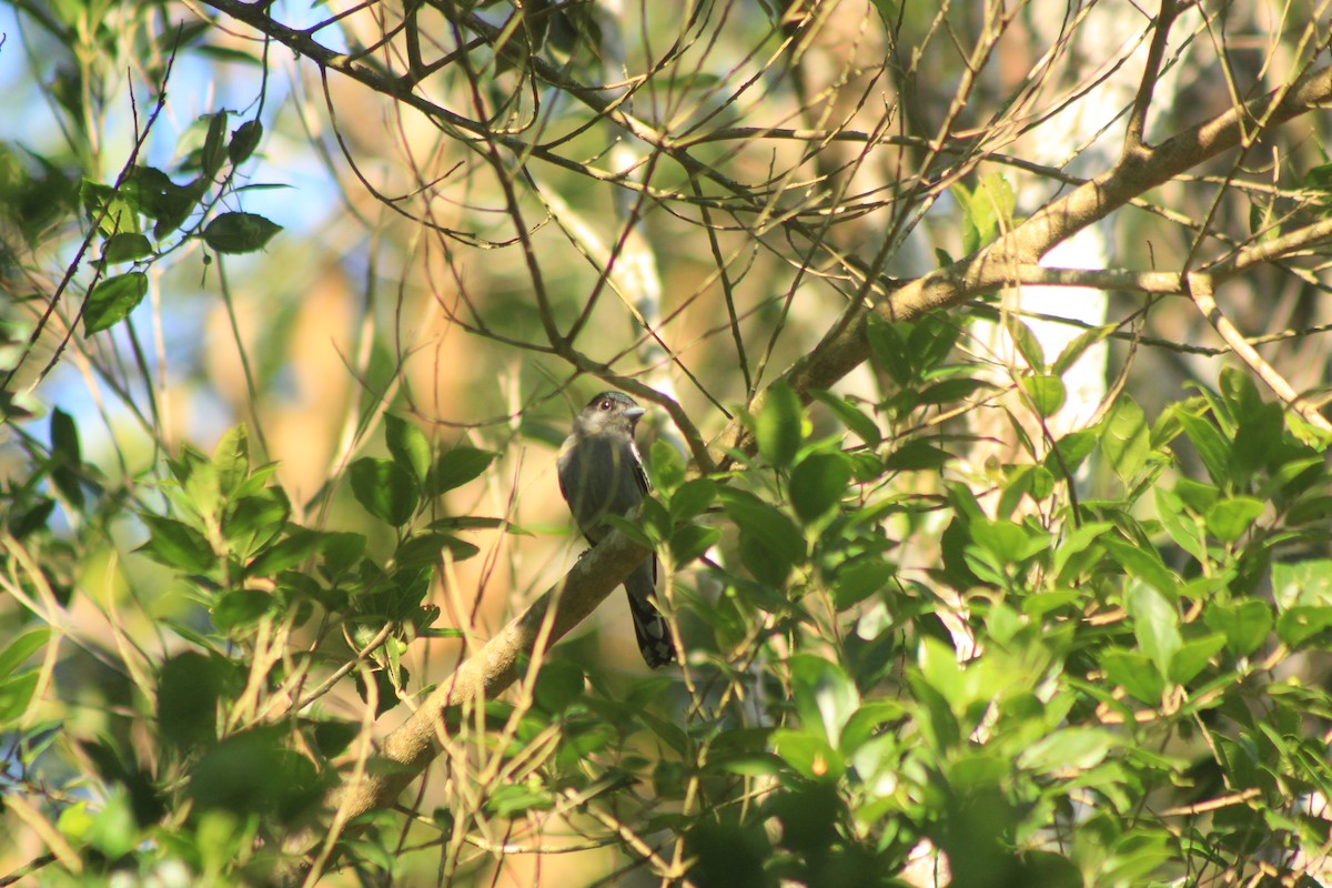 White-winged Becard - ML626504067