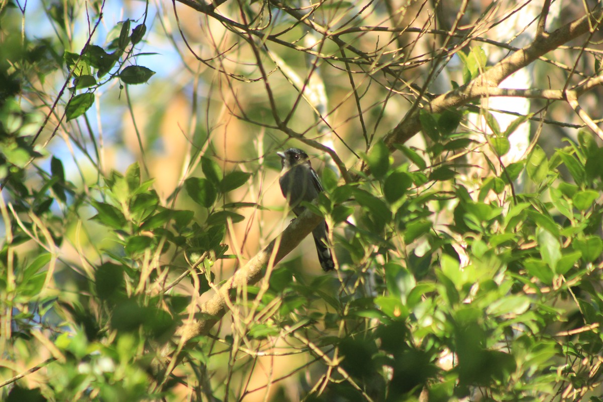 White-winged Becard - ML626504068