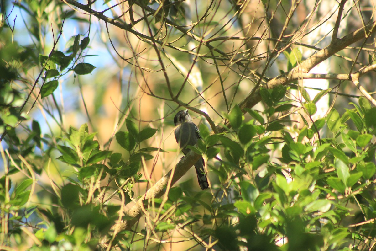 White-winged Becard - ML626504069