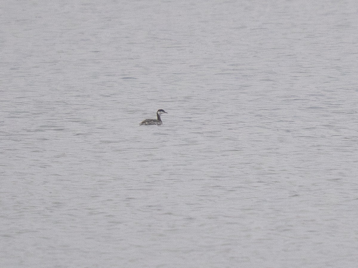 Horned Grebe - ML626504086