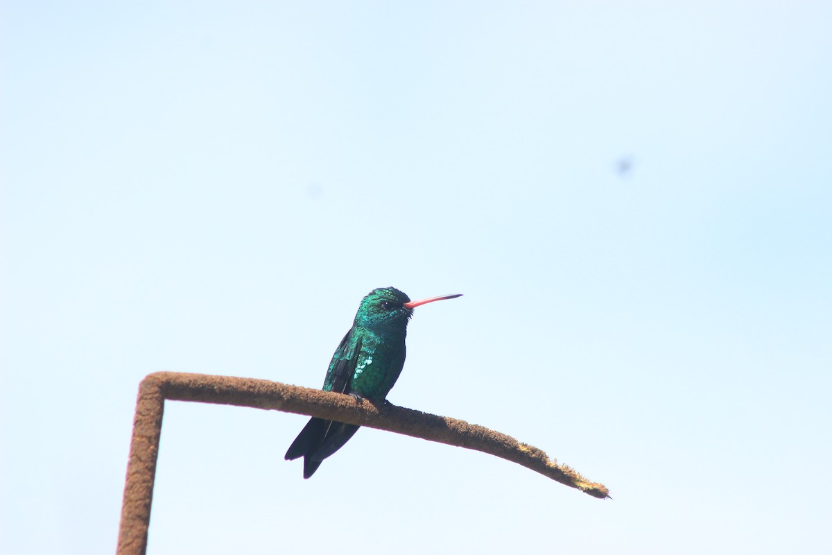 Glittering-bellied Emerald - ML626504394