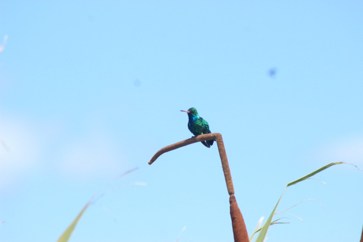 Glittering-bellied Emerald - ML626504395