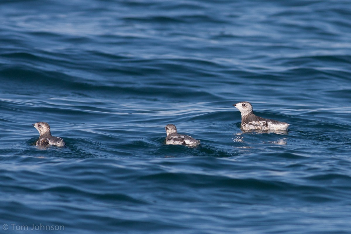 Kittlitz's Murrelet - ML62650461