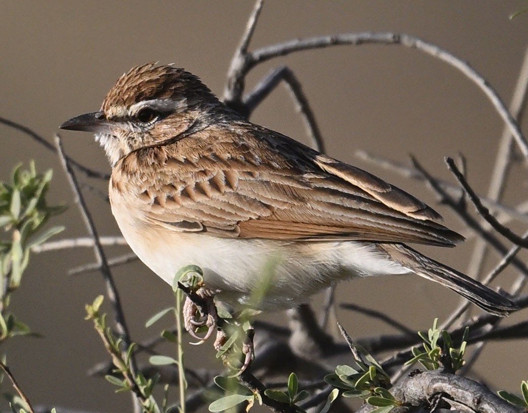 Fawn-colored Lark (Foxy) - ML626504693