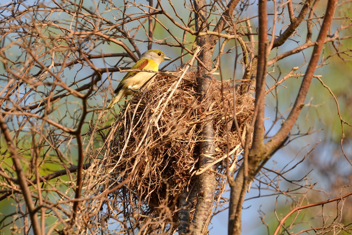 カザリドリモドキ - ML626504857