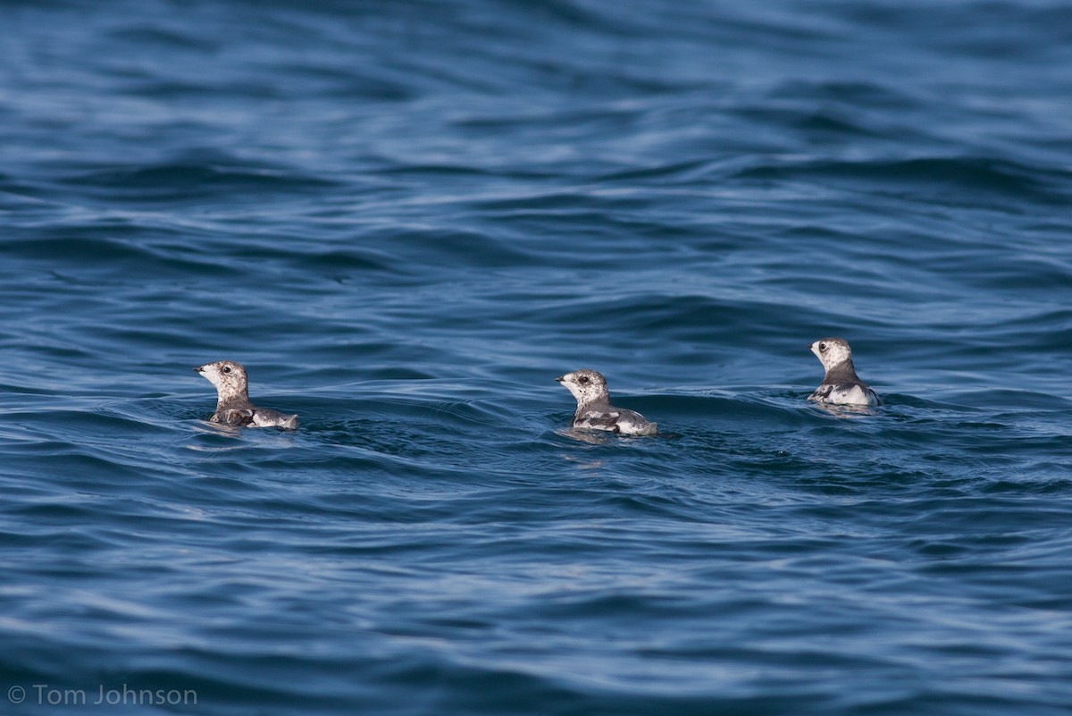 Kittlitz's Murrelet - ML62650491