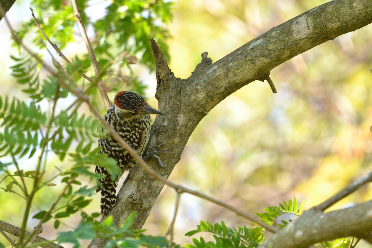 シマコゲラ - ML626504940