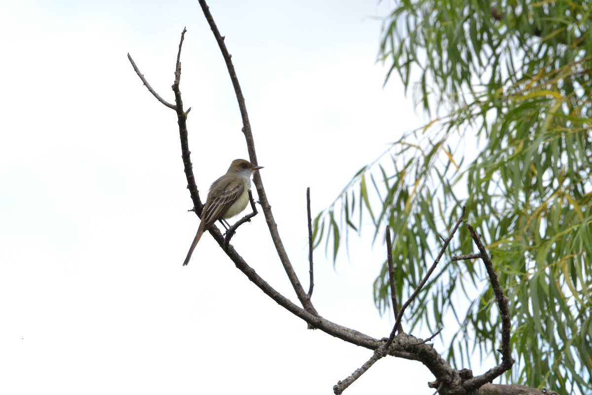 アカハシヒタキモドキ - ML626504947