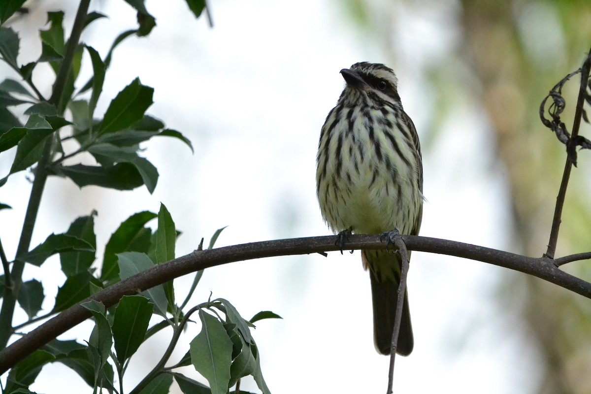 ブチタイランチョウ - ML626504970