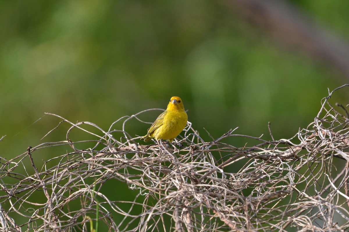 キンノジコ - ML626505003