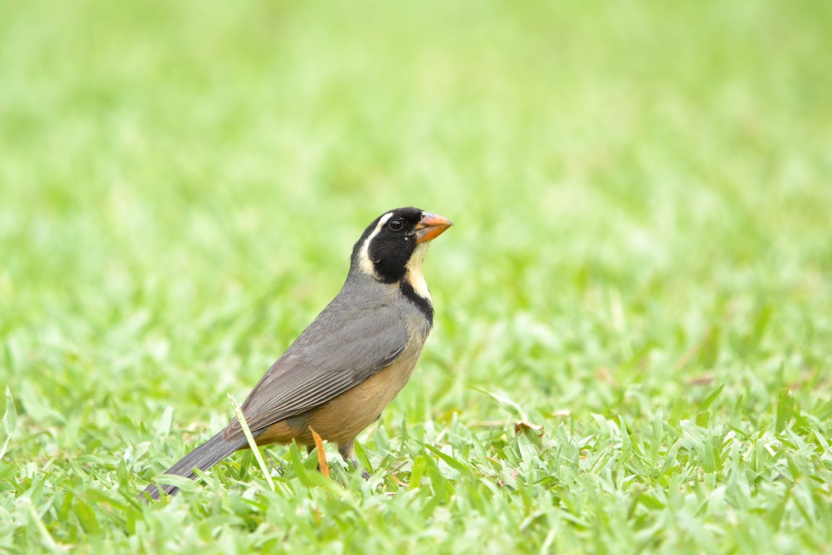 キバシイカル - ML626505008