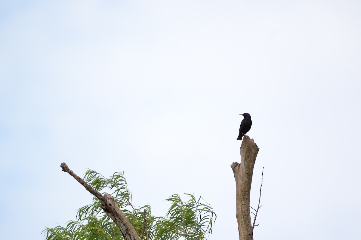 ホシムクドリ - ML626505032