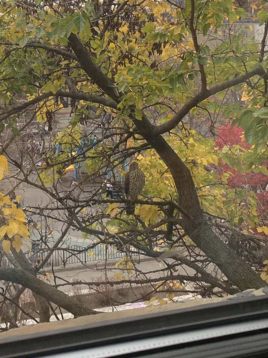 Cooper's Hawk - ML626505033