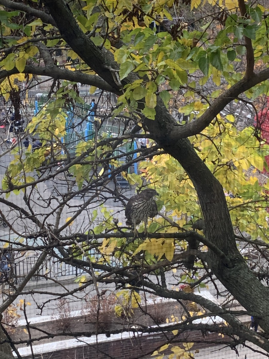 Cooper's Hawk - ML626505034