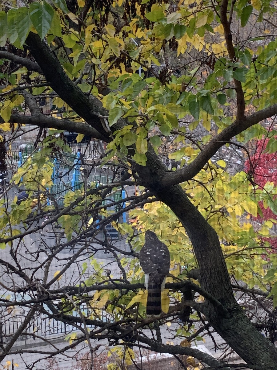 Cooper's Hawk - ML626505035
