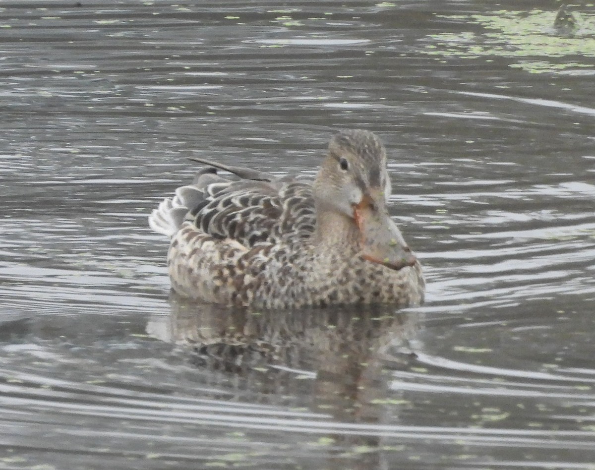 Northern Shoveler - ML626505191