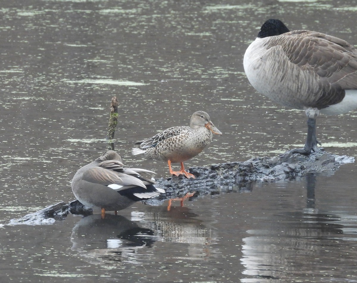 Northern Shoveler - ML626505192