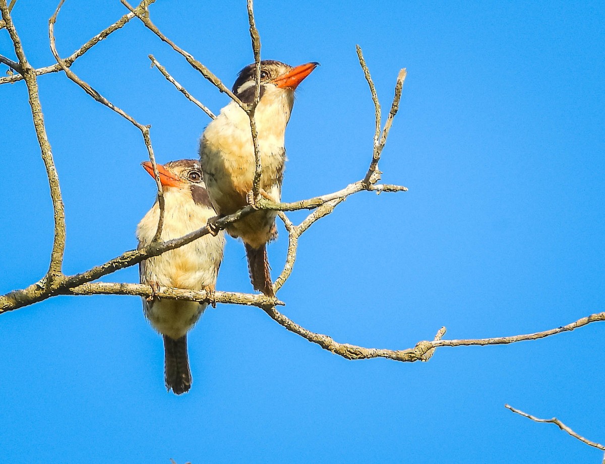 White-eared Puffbird - ML626505229