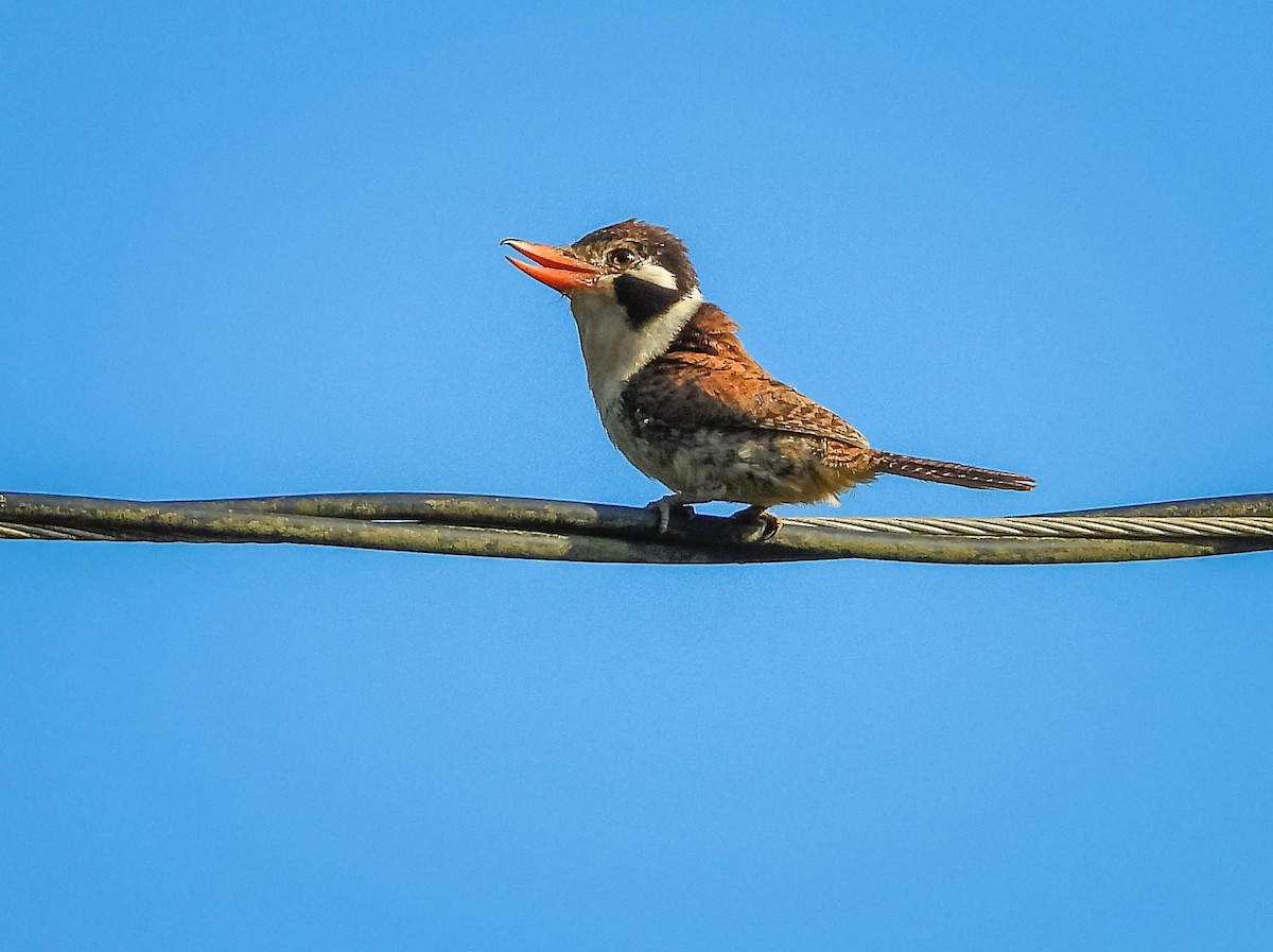 White-eared Puffbird - ML626505230