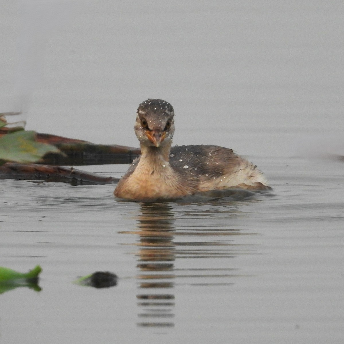 Little Grebe - ML626505495