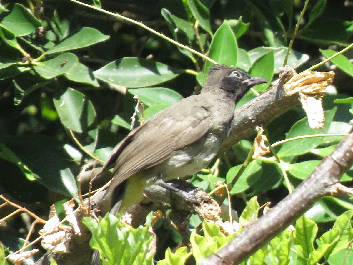 White-spectacled Bulbul - ML626505910