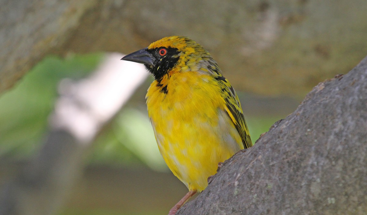 Village Weaver - Paul Lewis