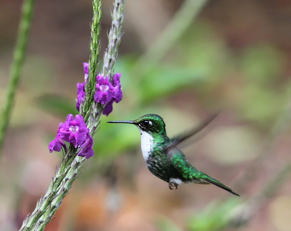 White-booted Racket-tail - ML626506464