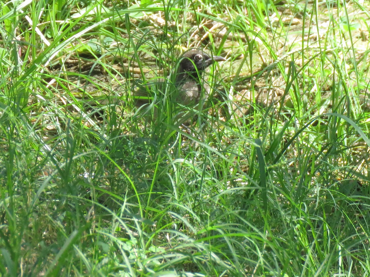 White-spectacled Bulbul - ML626506466