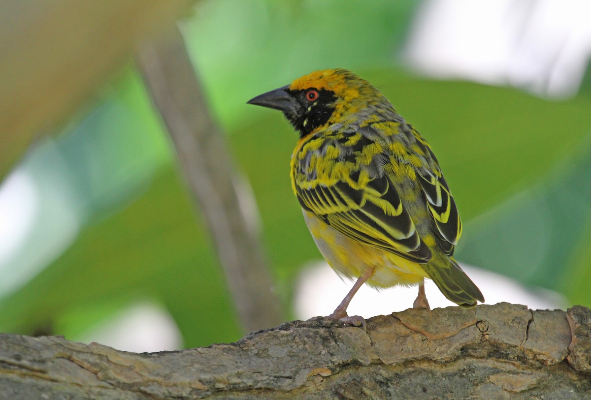 Village Weaver - ML62650651