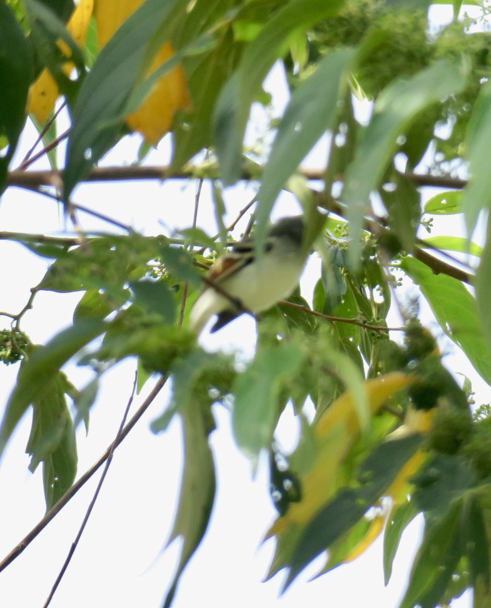 Rufous-winged Tyrannulet - ML626506559