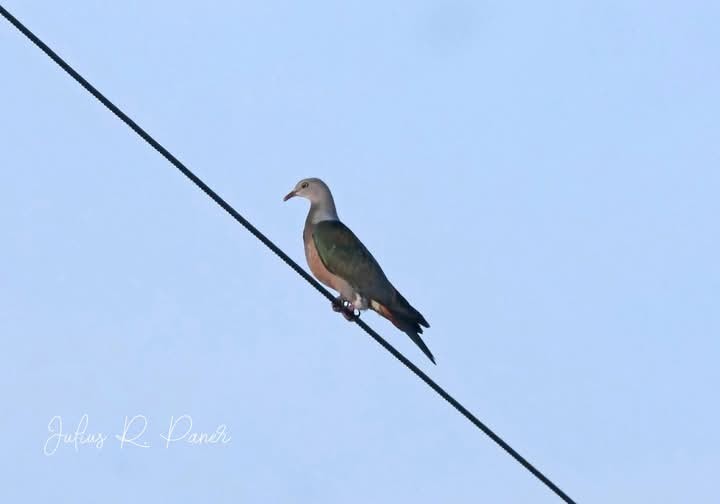 Spotted Imperial-Pigeon - ML626506668