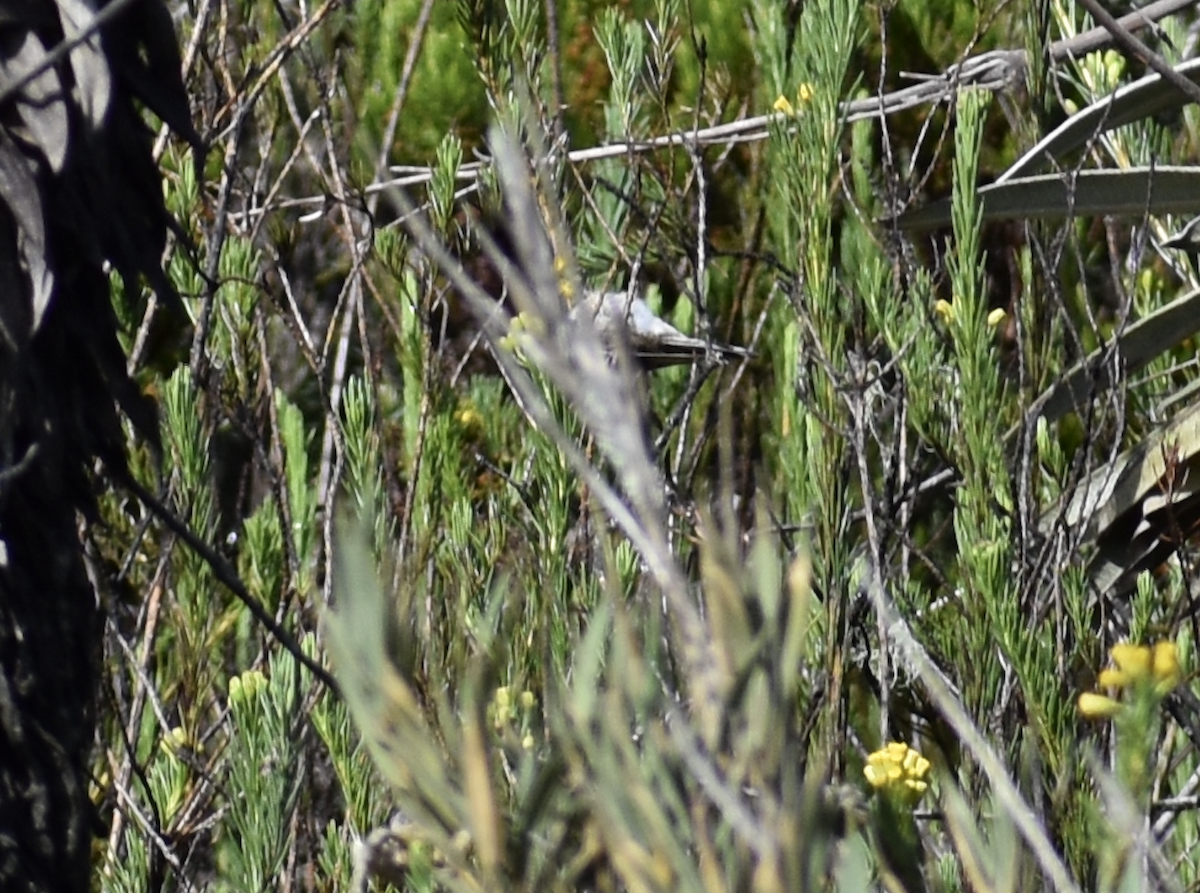 Green-bearded Helmetcrest - ML626506705