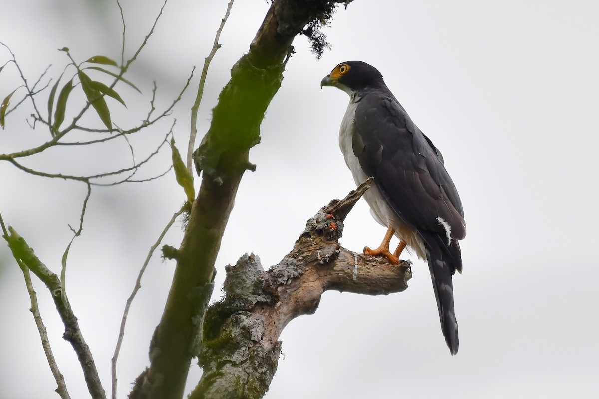 Gray-bellied Hawk - ML626506799